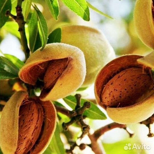 Миндаль жареный; натуральный от 500 г