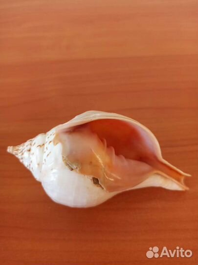 Морская раковина