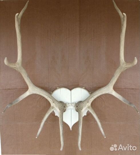 Рога благородного оленя подвида Изюбрь, большие