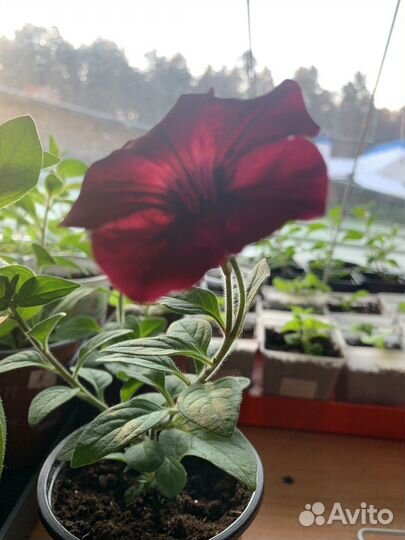 Рассада цветов