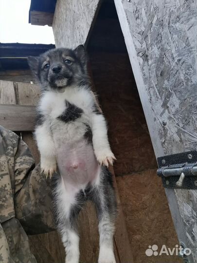 Щенки западно сибирской лайки