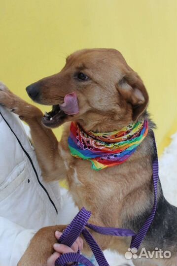 Возми собаку из приюта