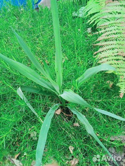 Юкка (нитчатая)