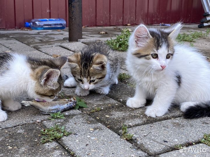 Котята в добрые руки