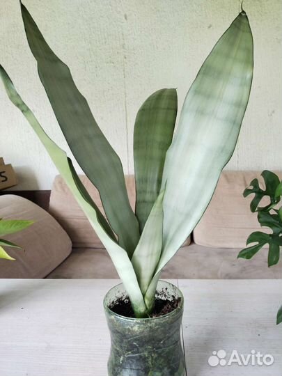 Сансевиерия муншайн. Закончились. Будут к весне