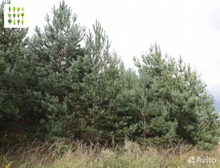 Саженцы сосна