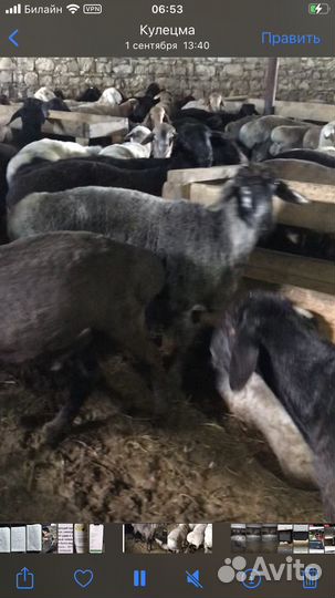 Бараны ягнята