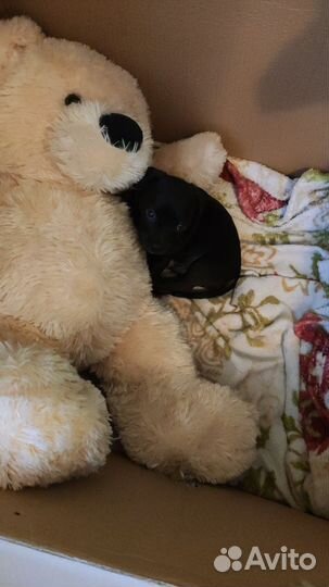 Щенок в добрые руки