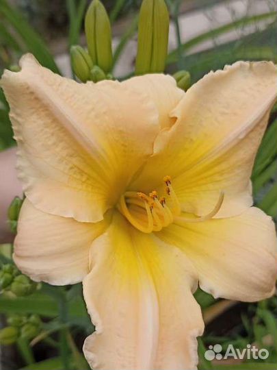 Лилейники (продам или обменяю)