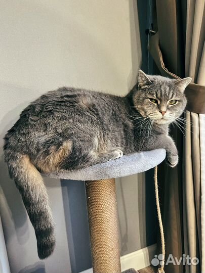 Когтеточка для кошек