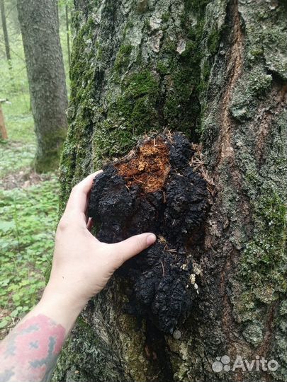 Чага/Трутовик