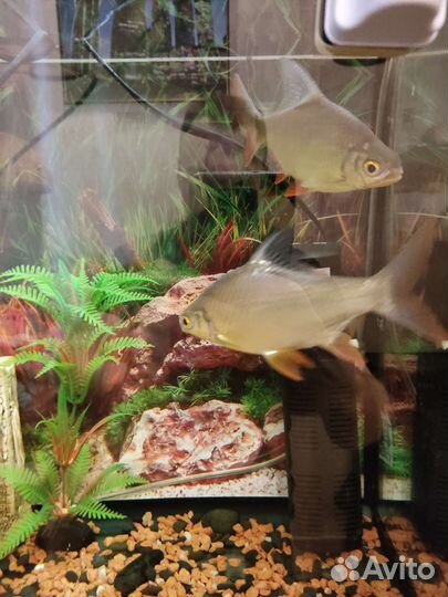 Барбусы лещевидные