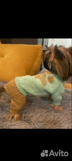 Комбинезон. Одежда для собачки