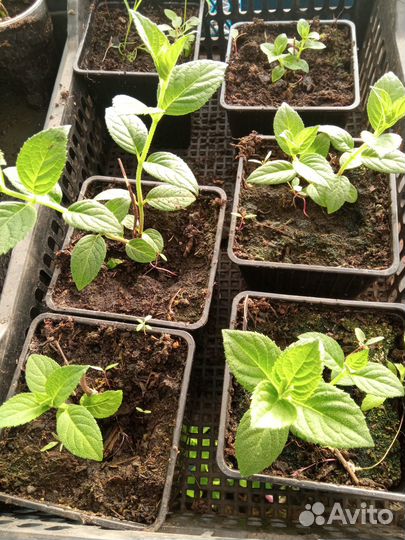 Саженцы, рассада петунии и комнатные цитрусовые