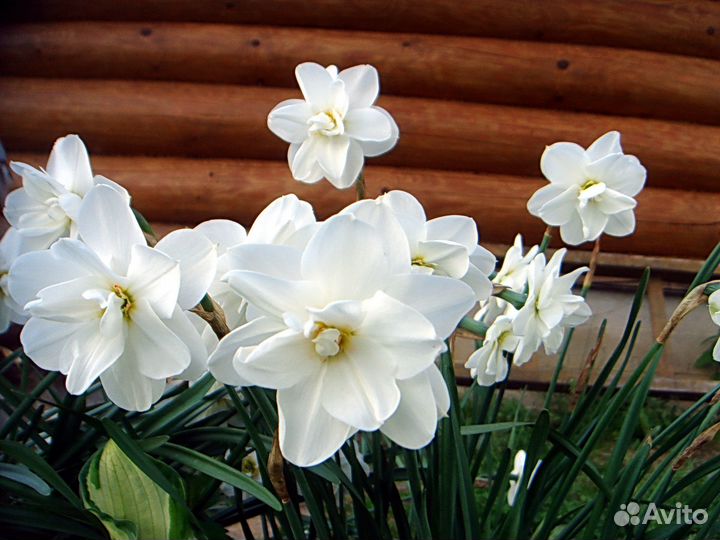 Нарциссы. Тюльпаны