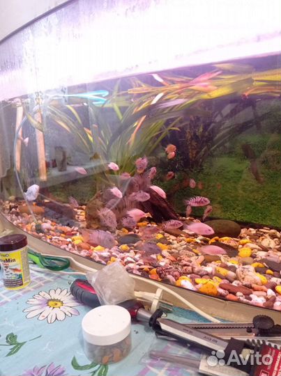 Аквариум