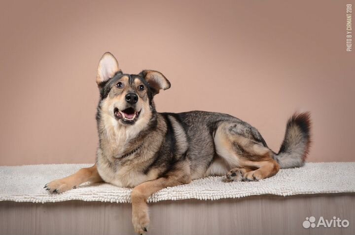 Смышлённый Джефри