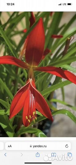 Шпрекелия комнатный цветок