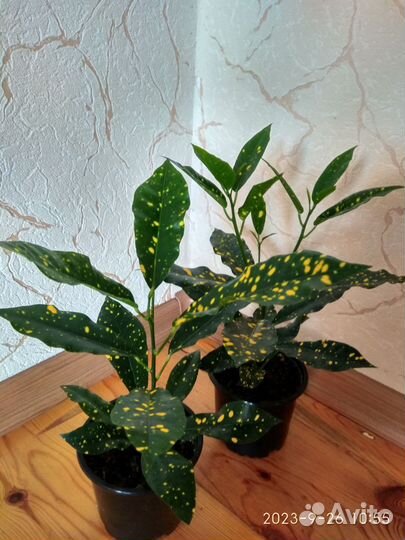 Кротон пестрый