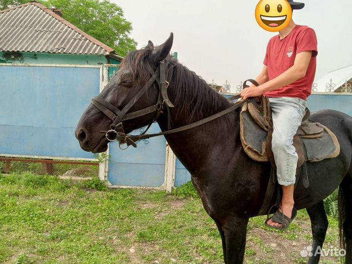 Карачаевский жеребец