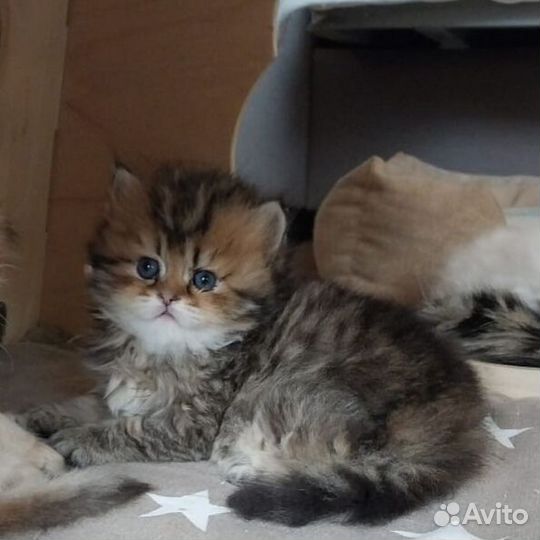 Шотландский котик