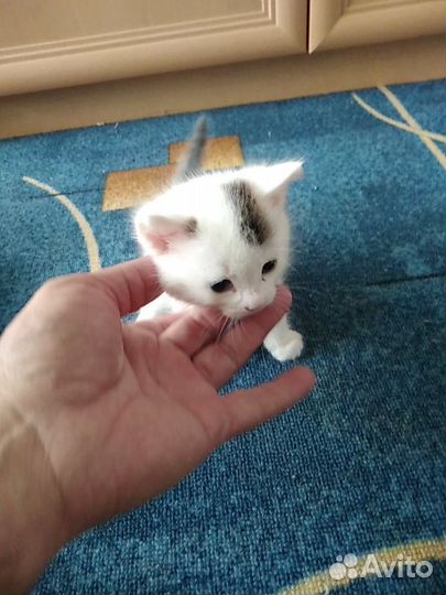 Отдадим котят в добрые руки, мальчик и девочка