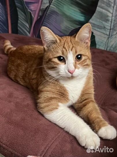 Кошка