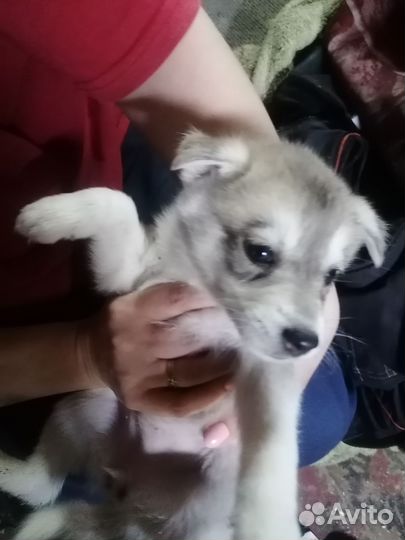Щенки сибирской хаски