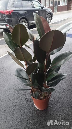 Горшечная растения