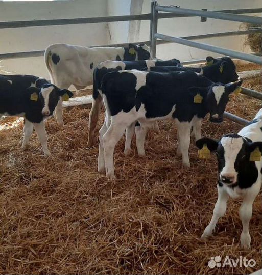 Телята бычки