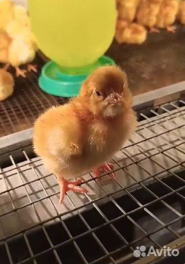 Цыплята Ломан Браун только курочки на 24 марта