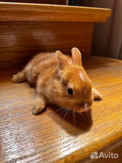 Карликовый кролик