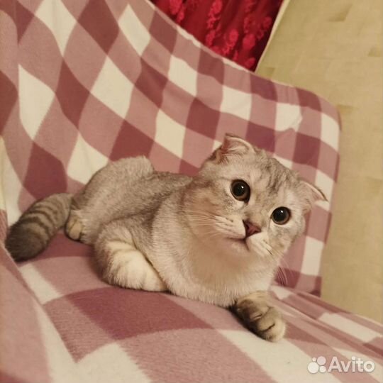 Шотландский вислоухий кот вязка