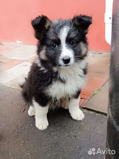 Очень красивые щенки в дар