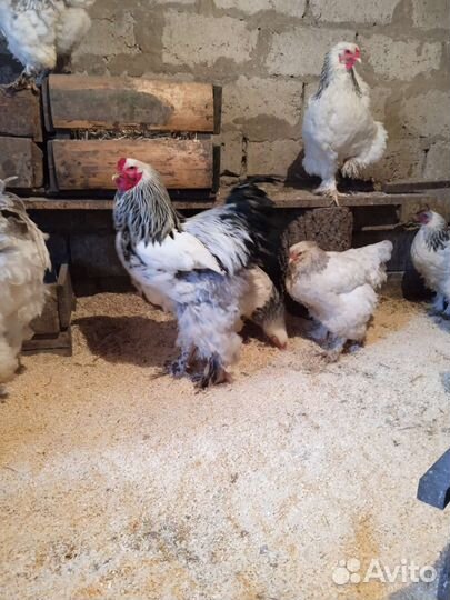 Инкубационное яйцо Брамы