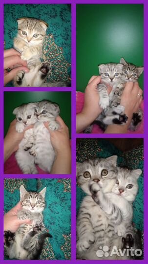 Счастье в дом)