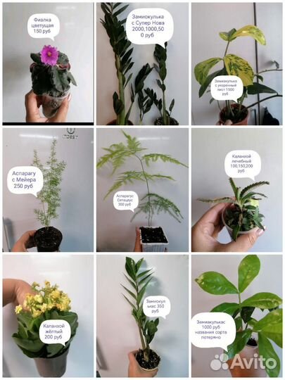 Цветы комнатные (Орхидеи, Антуриумы, Азалии и т. д