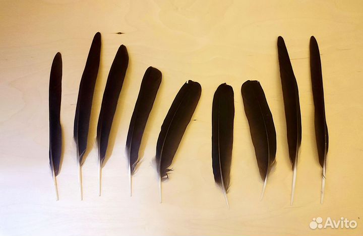 Перья Вороны и Грача