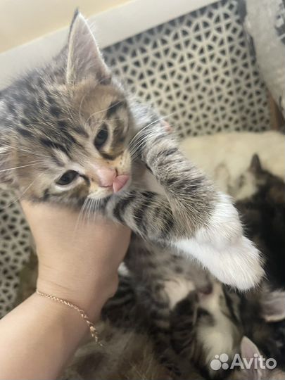 Котятки