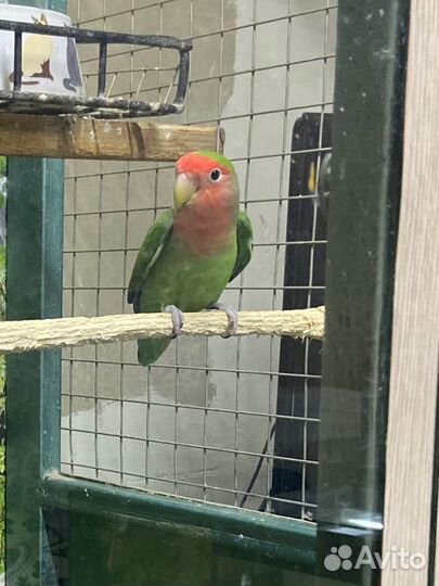 Попугай неразлучники