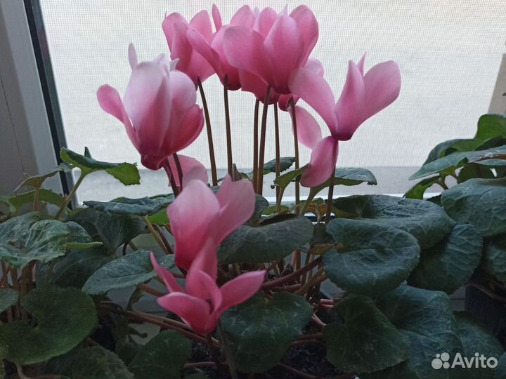 Комнатные растения