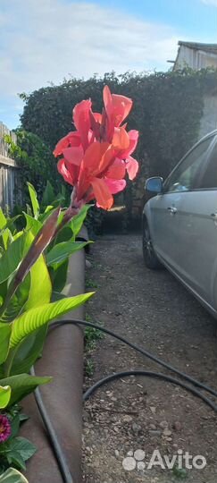 Цветы канны