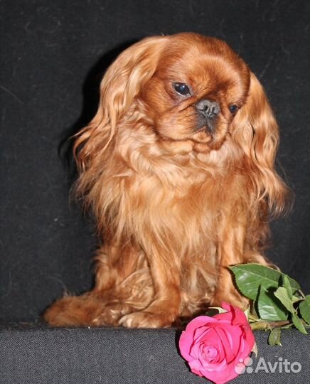 Кинг чарльз спаниель