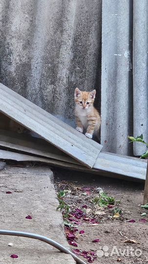 Котята в добрые руки