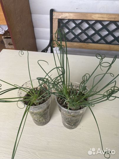 Альбука спиральная