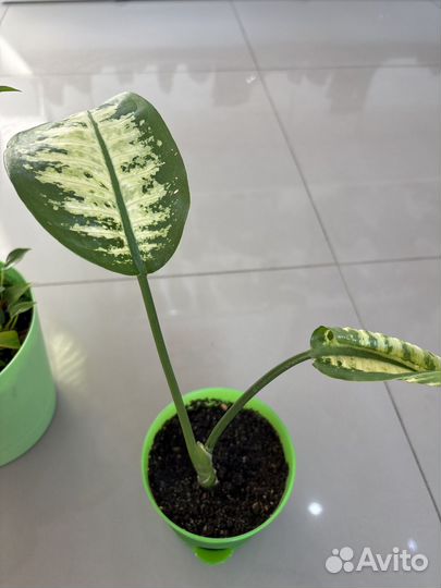 Диффенбахия