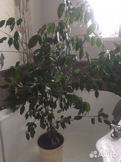 Фикус Бенджамина