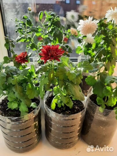 Хризантемы