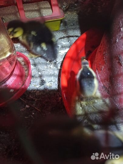 Индийский бегунок утята