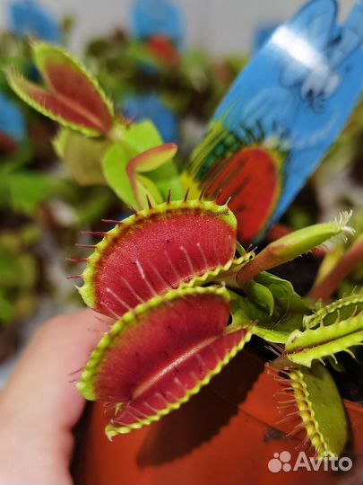 Хищник Дионея, Венерина мухоловка